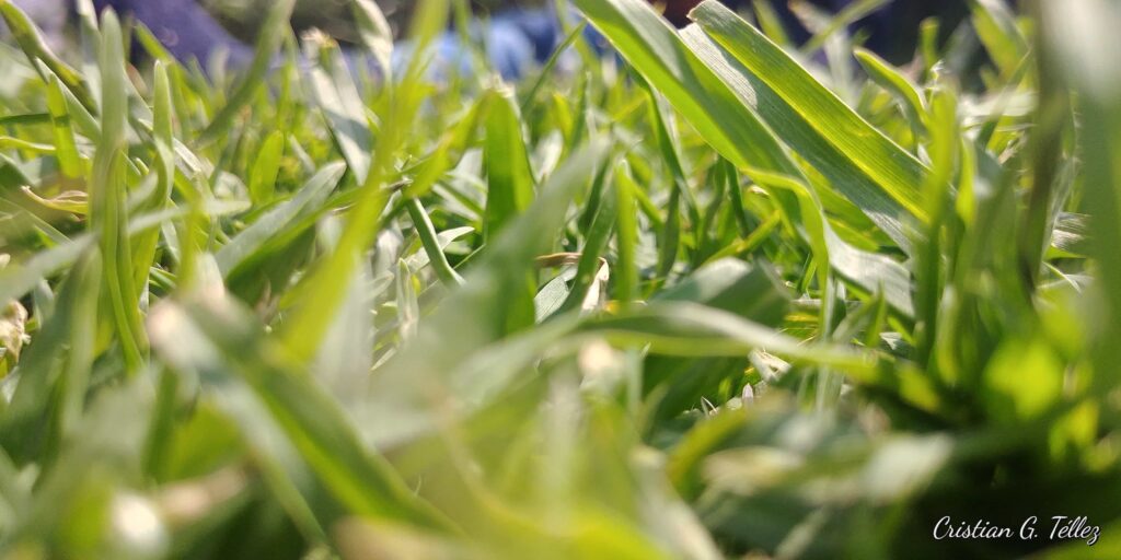 imagen de vegetación